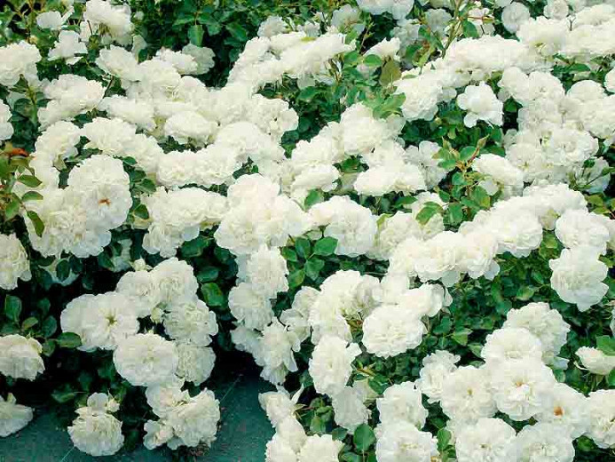 Rose 'White Meidiland', Rosa 'White Meidiland', Rosa 'Blanc Meillandécor', Rosa 'MEIcoublan', Rosa 'Super Swany', Rosa 'White Meilland', Shrub Roses, Rose bushes, Garden Roses, White Roses, White Flowers